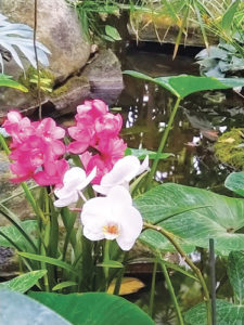 photo jardin des plantes orchidée paris